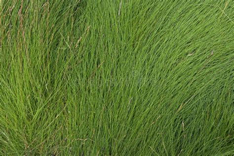 The Texture Of The Wet Tall Grass Stock Image Image Of Game Beautiful 98388589