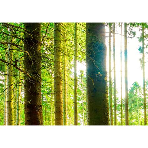 Vlies Fototapete Forest And Lake Landscape Overlooking Natural