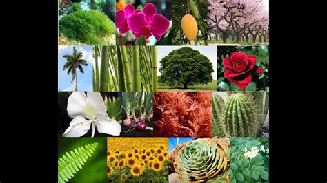 La Importancia De Las Plantas Para Nuestro Planeta Youtube