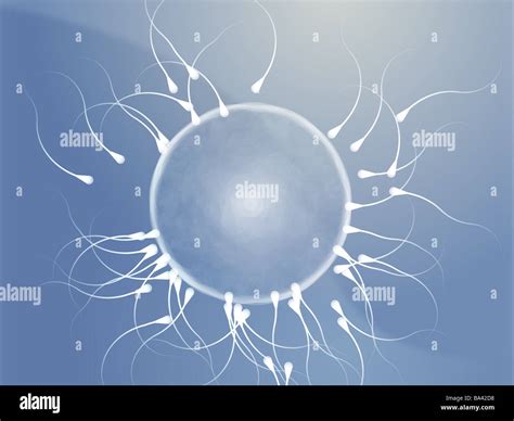 Illustration Of Human Egg Cell Being Fertilized By Sperm Stock Photo