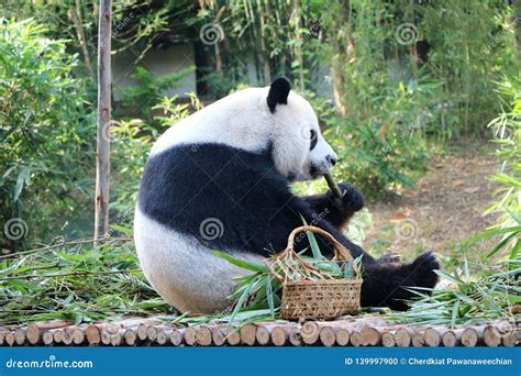 Giant Panda Bear Eating Bamboo Stock Photo - Image of adorable, mammal ...