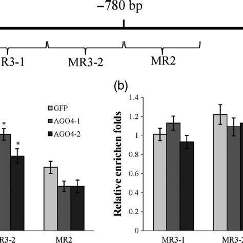 Mdago S Bind To Mr Region A Chipqpcr Results Showing Binding Of