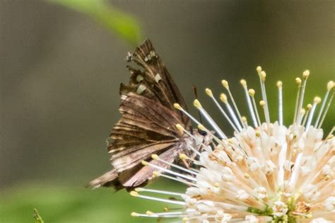 Horace S Duskywing From Lake County FL USA On May 9 2024 At 01 10 PM