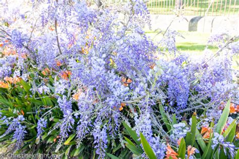 Blooming Beautiful Wistaria Gardens Parramatta Park