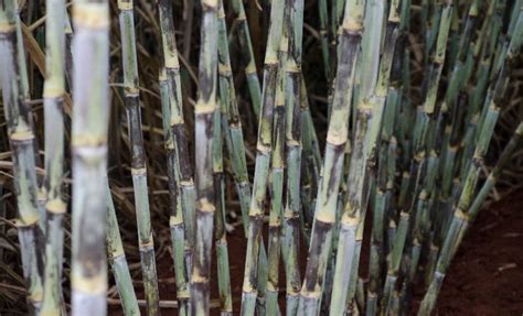 Variedades De Cana Criadas Na UFSCar Representam 64 Do Cultivo Em SP E