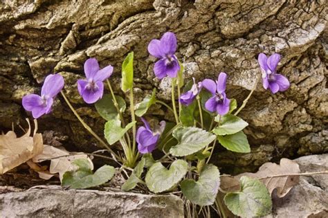 What Are The Weeds With Purple Flowers Called Photos