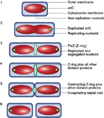 schematic view of the division process of a bacterium where the ...