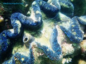 Giant Clams (Taklobo) w/ School of Fish - Hundred Islands