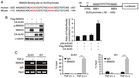 smad binds   elk promoter  activate transcription  tgfb