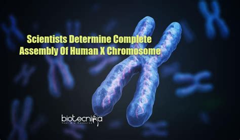 For The First Time Scientists Determine Complete Assembly Of Human X