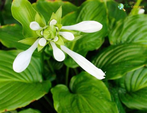 Hosta Plantaginea August Lily Plantain Lily Fragrant Flowers