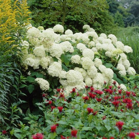 Annabelle Snowball Hydrangea | American Meadows