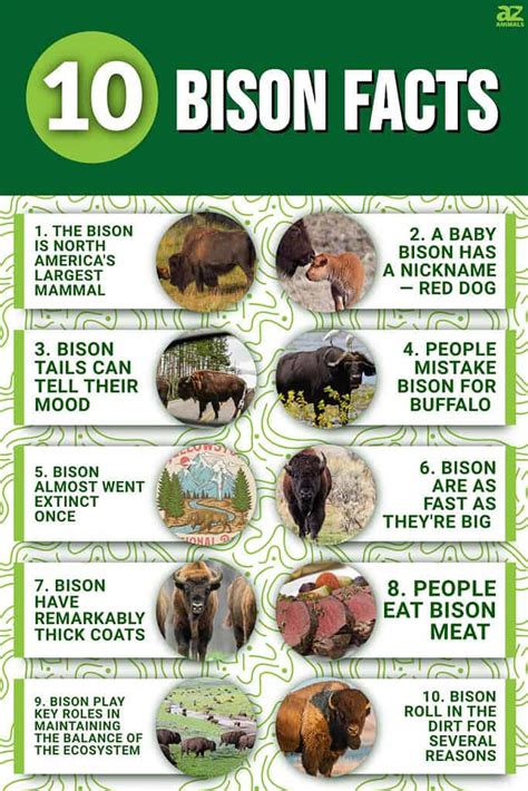 10 Incredible Bison Facts - A-Z Animals