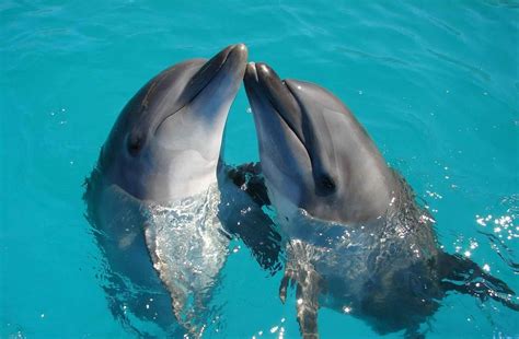 50+ Delightful Dolphin Names | Kidadl