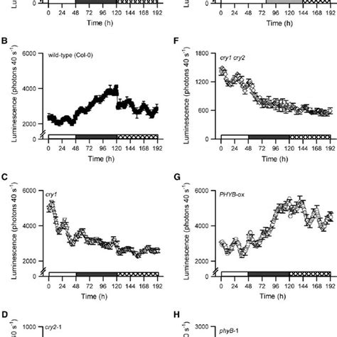 Red Light Modulation Of Circadian Ca Cyt Oscillations