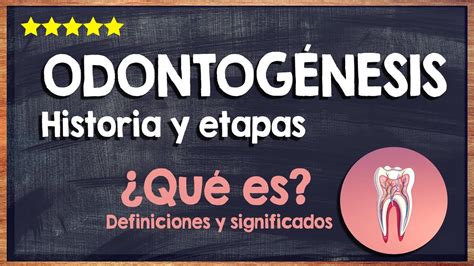 Qué es la odontogénesis Historia y etapas del proceso de