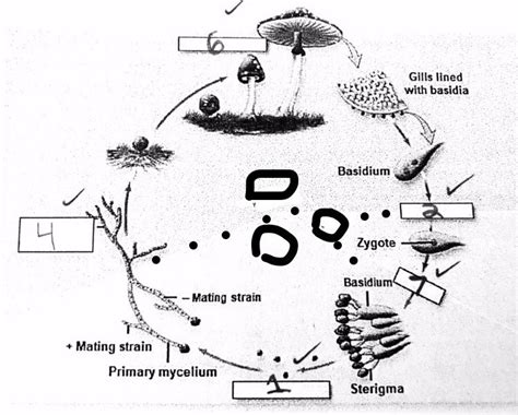 Basidiomycota Life Cycle Diagram Quizlet