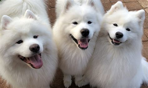 Contact – Samoyed Club of South Australia