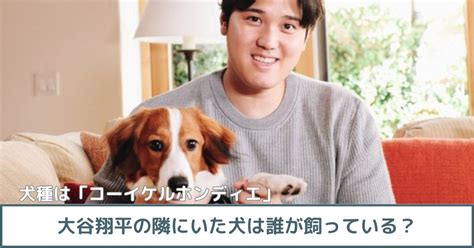 大谷翔平の隣にいた犬種はコーイケルホンディエ！飼っているのは誰？｜asami Blog