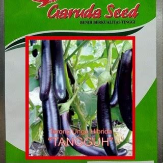 Jual Benih Terong Ungu Hibrida F1 TANGGUH Isi 5 Gram Produk GARUDA SEED