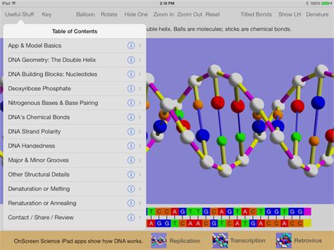 3d Dna Model Labeled