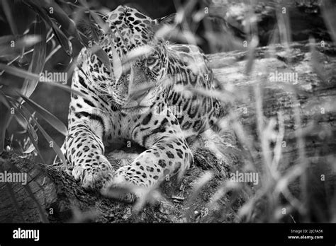 Jaguar En Blanco Y Negro Tumbado Detr S De La Hierba Piel Manchada