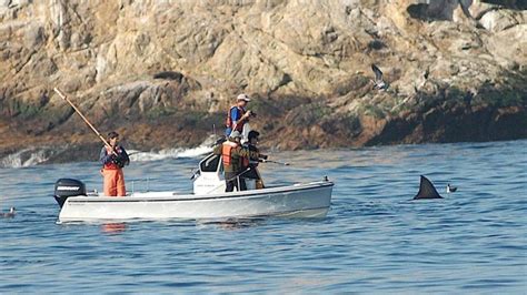 Great White Sharks At Times Enter San Francisco Bay The Mercury News