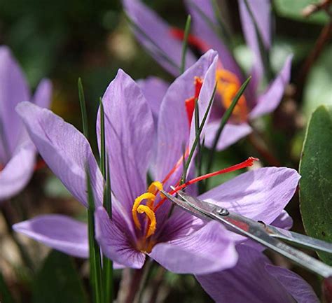 Saffron Bulbs: Buy Crocus Sativus (زعفران) bulbs - Bagh.pk