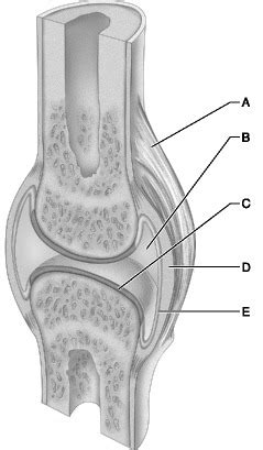 Human Anatomy Lecture Ch Joints Flashcards Quizlet