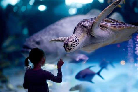 Houston Tour and Aquarium Ticket | GetYourGuide