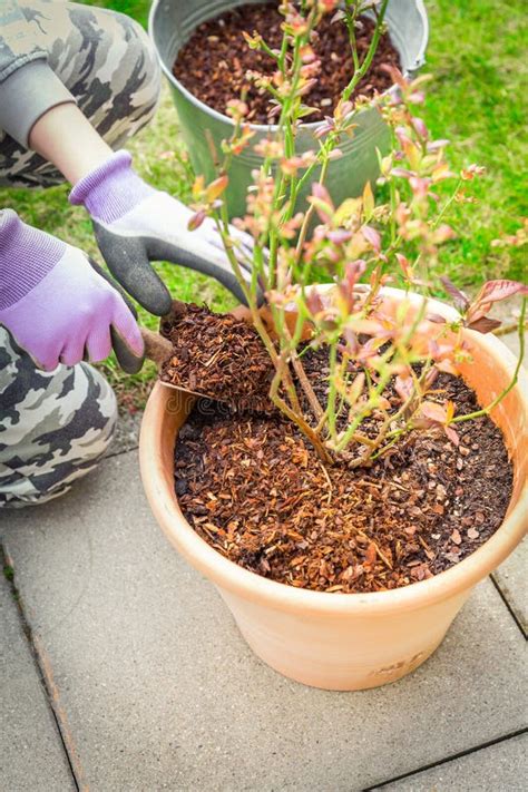 Gardening Mulching Plants With Pine Bark Against To Weeds Stock Photo