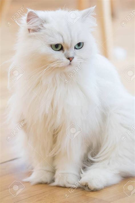 Persian Kittens, Cats And Kittens, Cats Meowing, White Cat Breeds ...