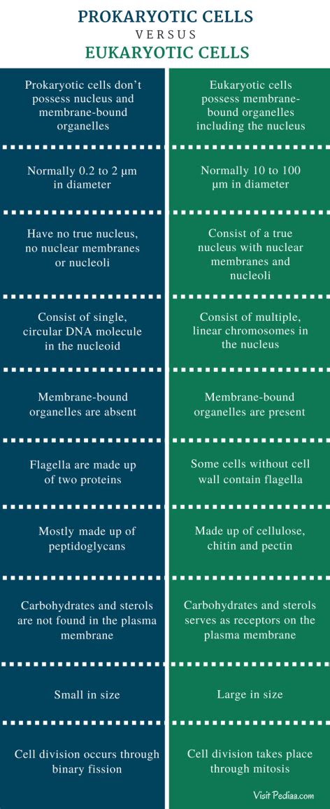 Difference Between Prokaryotic and Eukaryotic Cells | Structure ...