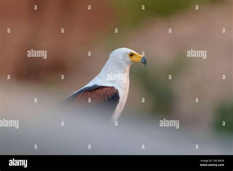 African Fish Eagle Portrait Stock Photo Alamy