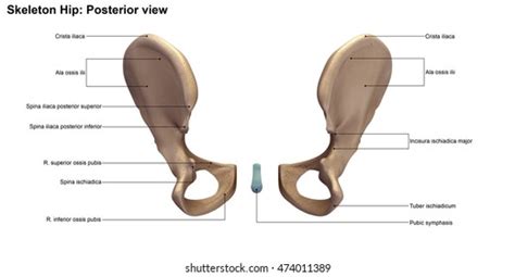 Skeleton Hip Posterior View D Illustration Stock Illustration