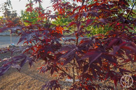 Emperor 1 Japanese Maple Tree Garden Gate Nursery