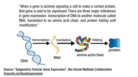 Gender Basics How Sex Hormones Work And Their Use By Trans People Gender Analysis