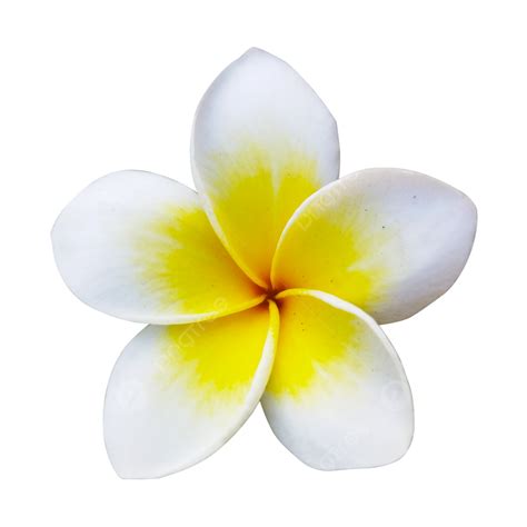 Frangipani Png Transparent White Frangipani Flower Flower White