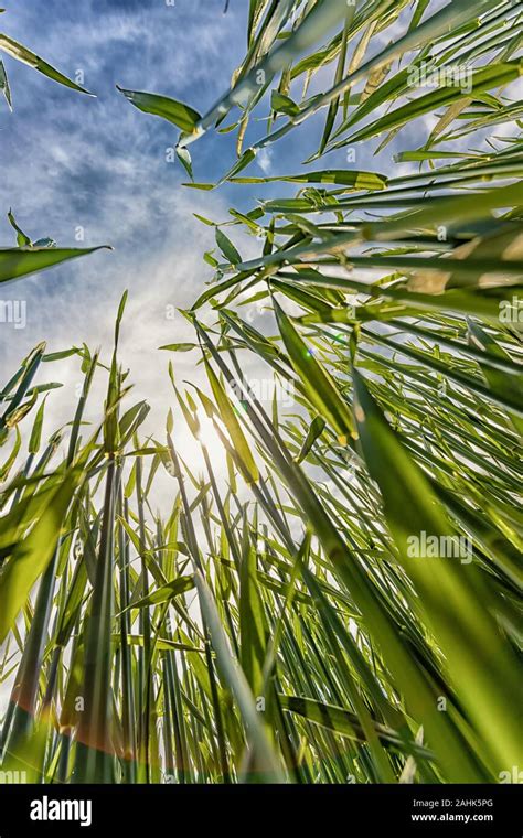 worm's eye view Stock Photo - Alamy