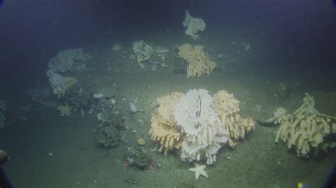 Grays Canyon Sponge Reef Nautilus Live