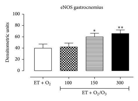 Western Blotting Analysis Of Enos Expression Levels And Determination