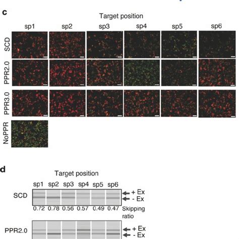 A Reporter Assay For Splicing Control By Designer Ppr Proteins A