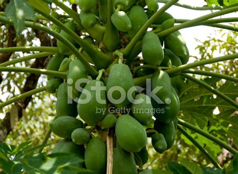 Green Unripe Papaya Stock Photo | Royalty-Free | FreeImages