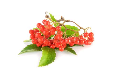 Rowanberry With Green Leaves Stock Photo Image Of Herbal Autumn