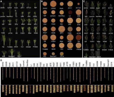 Pan Genome Analysis Of Genetically Diverse Rice Accessions Reveals