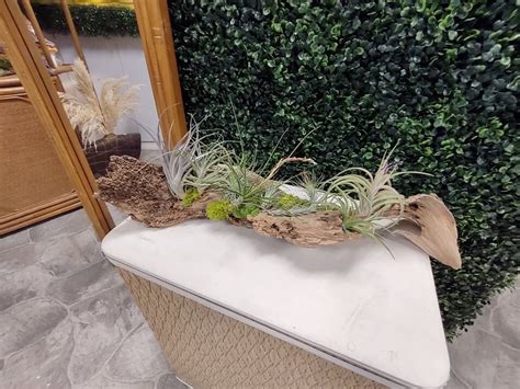 Beautiful Driftwood Wlive Air Plants Spring Summer Easy Low Maintenance Arrangement Indoor