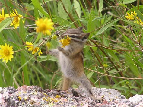 Chipmunk Eating | Animals, Chipmunks, Bird