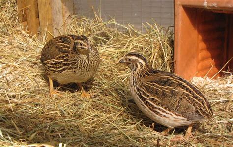 Quail Keeper's Equipment: A Comprehensive Guide - Poultry Parade