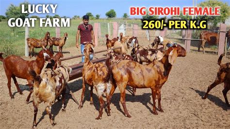 Big Sirohi Female Goats At Lucky Goat Farm Ajmer Peeh Youtube