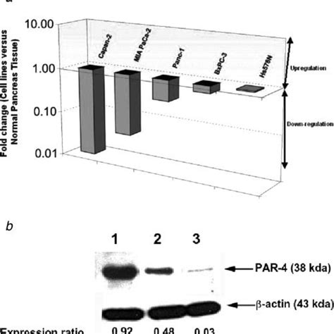 Par 4 MRNA And Protein Levels In Pancreatic Cancer Cell Lines A 3D